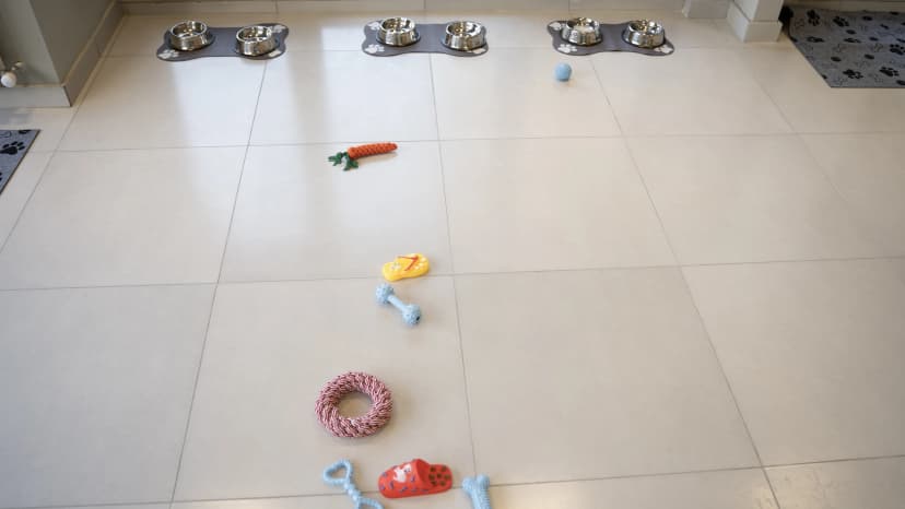 რა შეუძლია პატრონს გააკეთოს სახლის პირობებში და რა ჯობია რომ გრუმერს დაუტოვოს