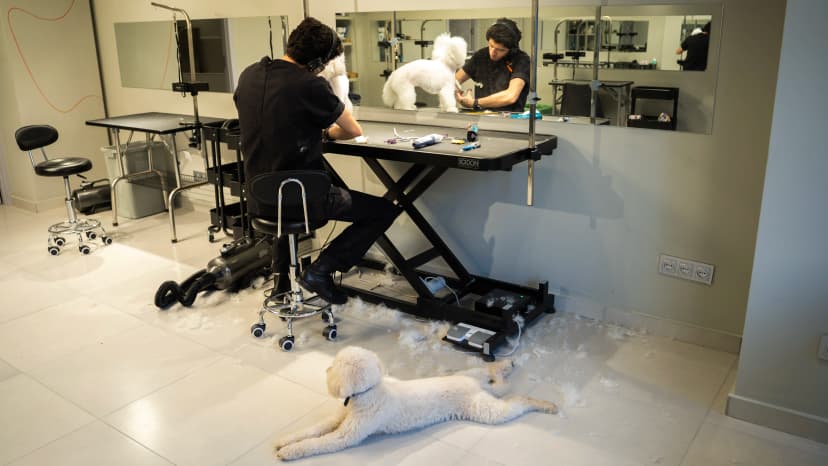 რატომ არის მნიშვნელოვანი პროფესიონალური ცხოველების მოვლა?