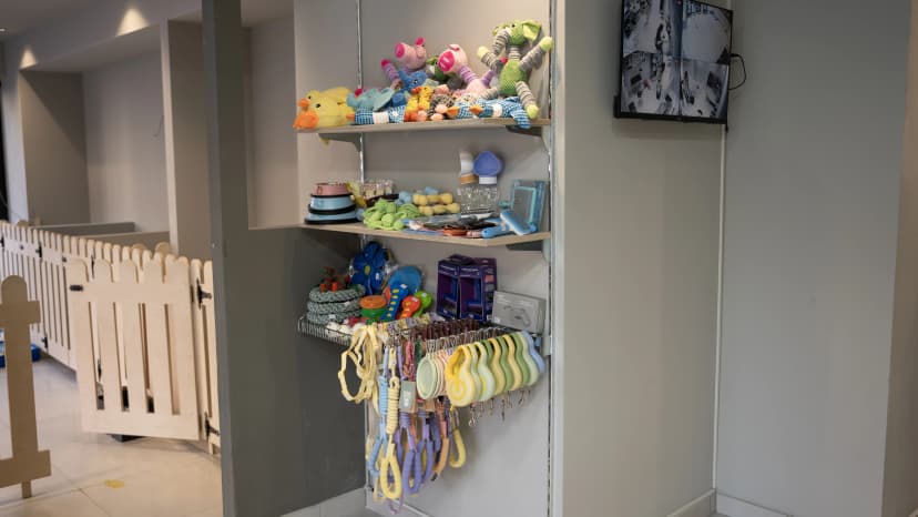 როგორ აყალიბებს რეგულარული მოვლა შინაური ცხოველის ხასიათს